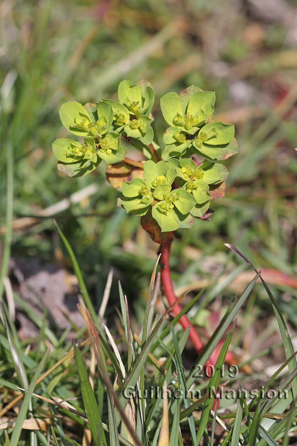 Euphorbia helioscopia