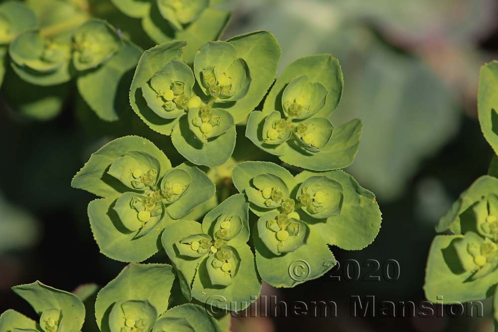 Euphorbia helioscopia