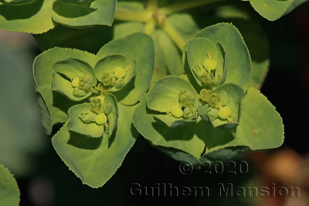 Euphorbia helioscopia