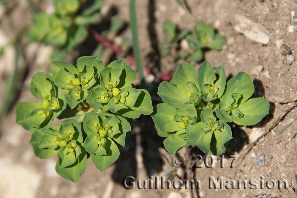 Euphorbia helioscopia