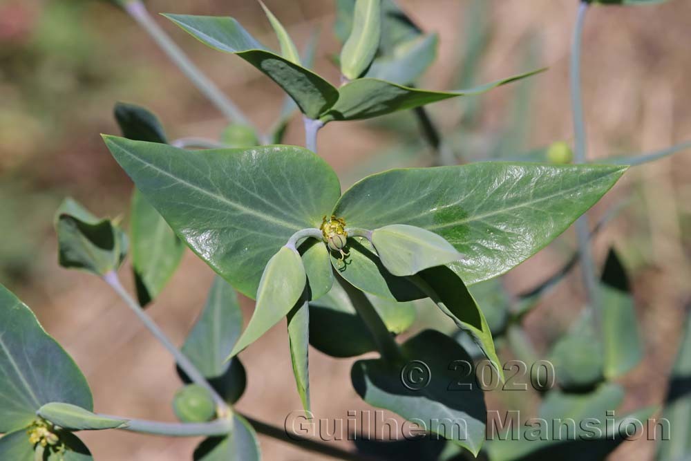 Euphorbia lathyris