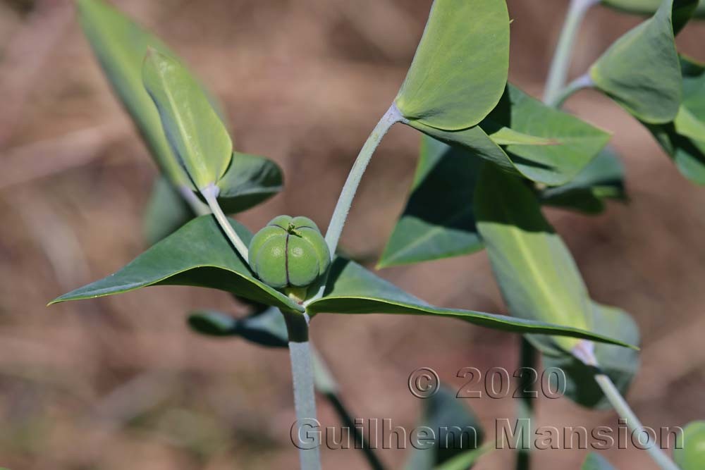 Euphorbia lathyris