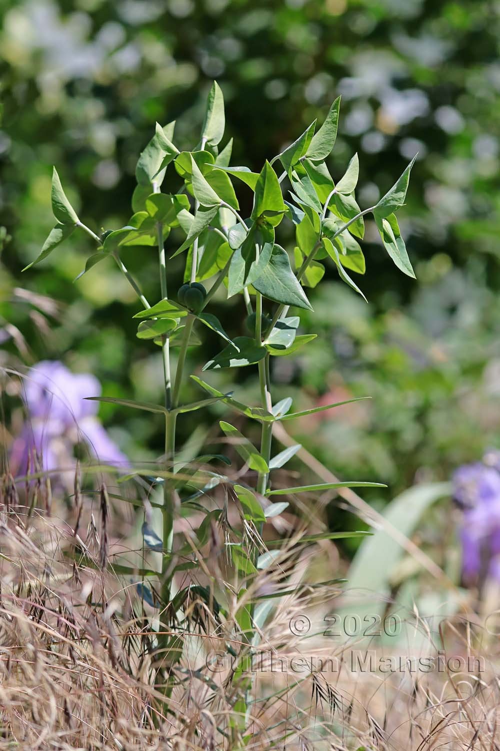 Euphorbia lathyris