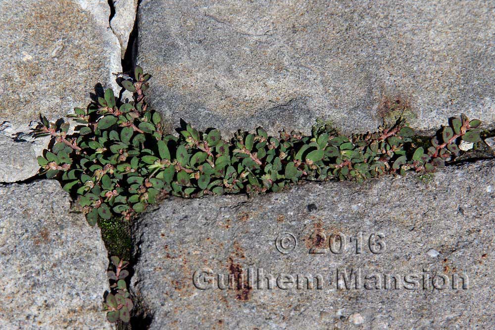 Euphorbia maculata