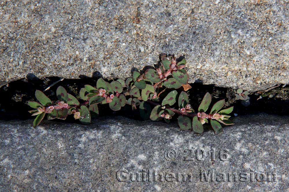 Euphorbia maculata