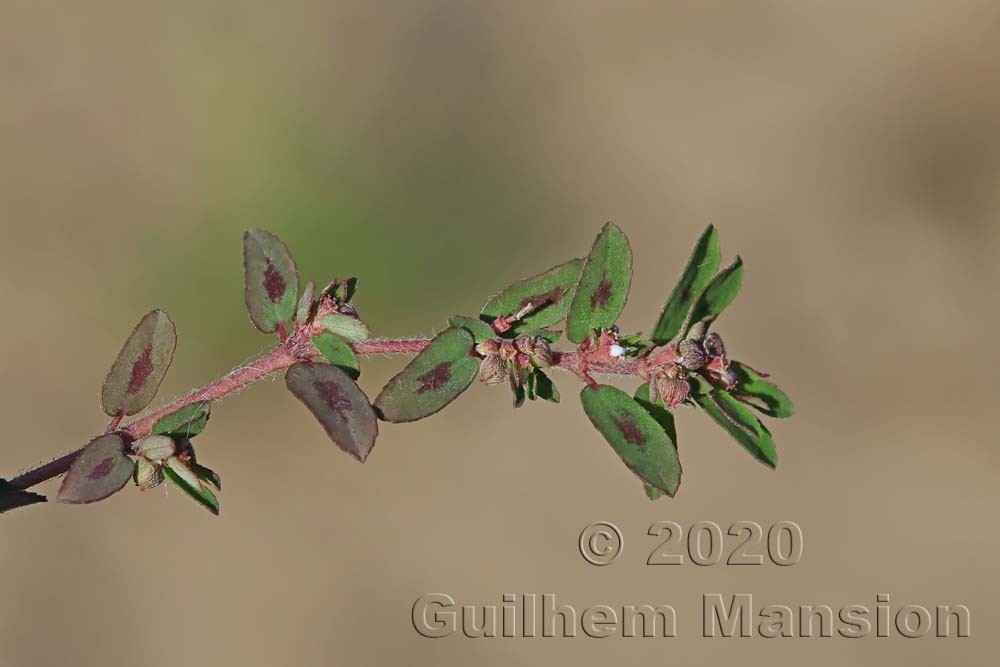 Euphorbia maculata