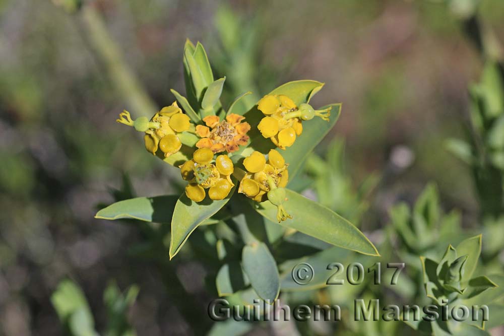 Euphorbia mauritanica