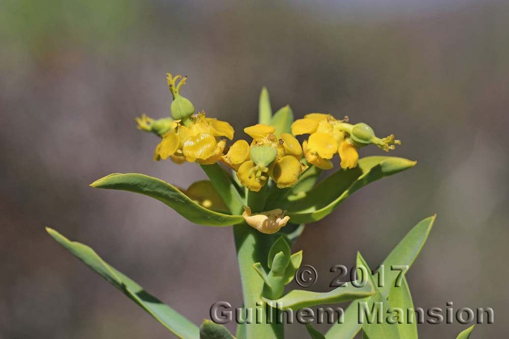 Euphorbia mauritanica