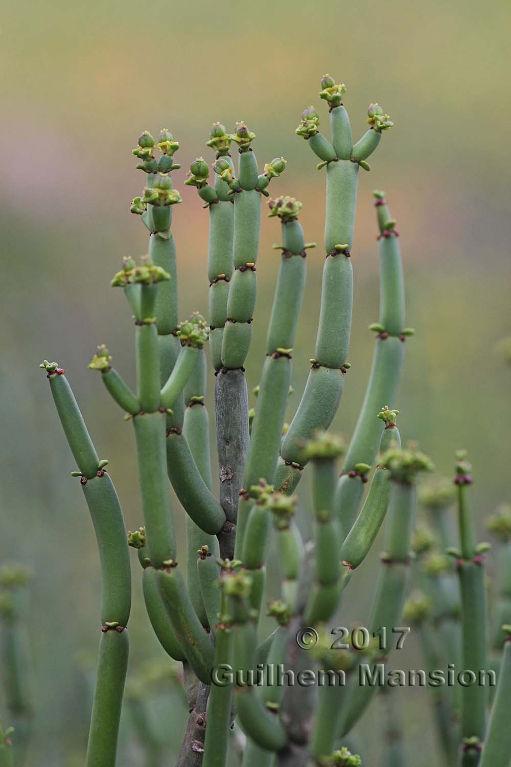 Euphorbia mauritanica