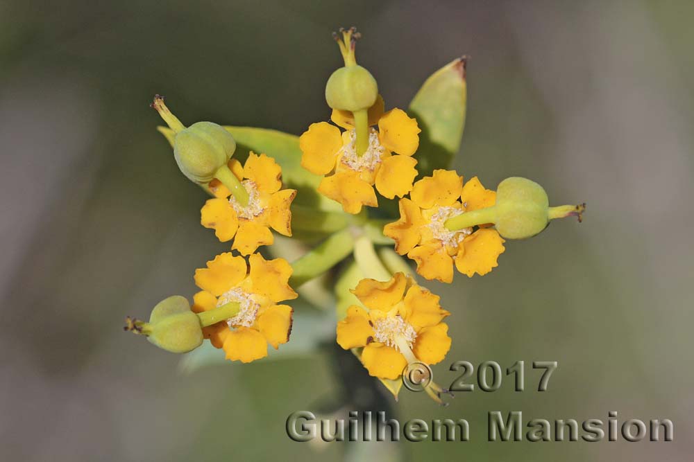 Euphorbia mauritanica