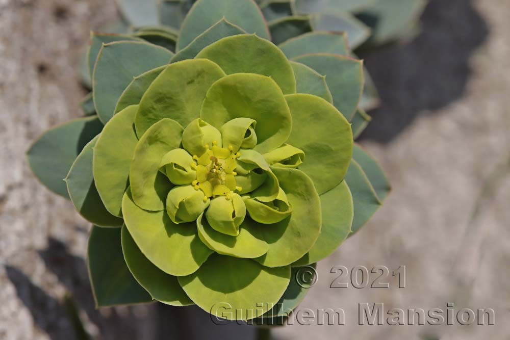 Euphorbia myrsinites