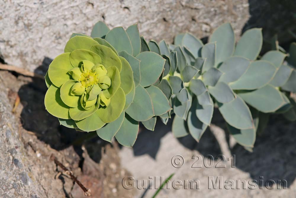 Euphorbia myrsinites