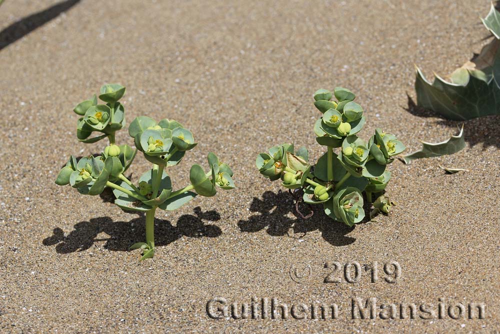 Euphorbia paralias