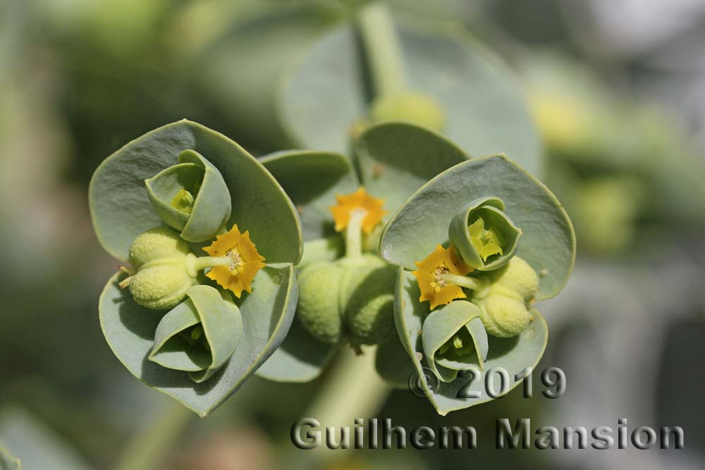 Euphorbia paralias