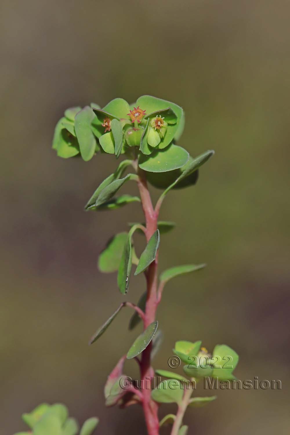 Euphorbia peplus