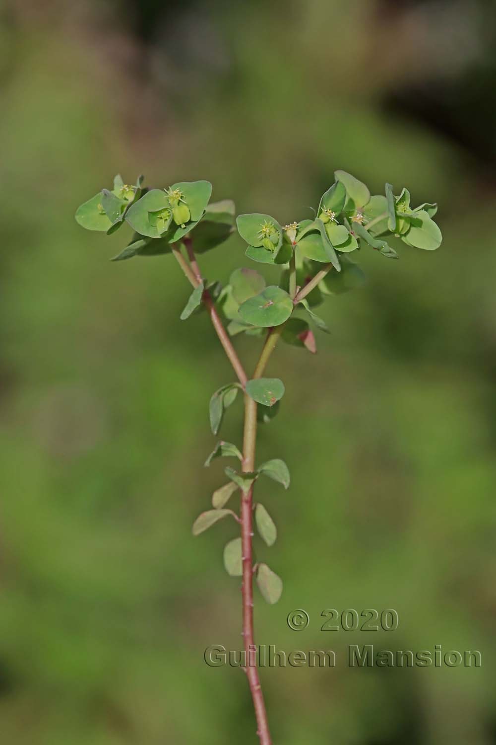 Euphorbia peplus