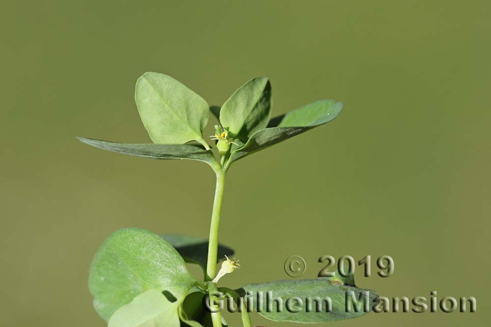 Euphorbia peplus