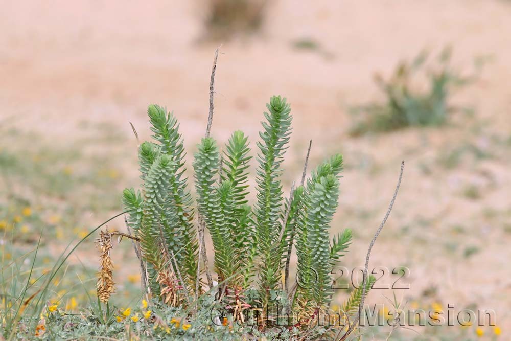 Euphorbia pithyusa