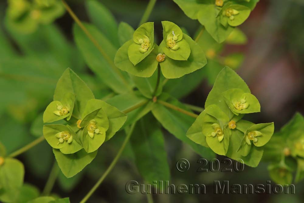 Euphorbia platyphyllos