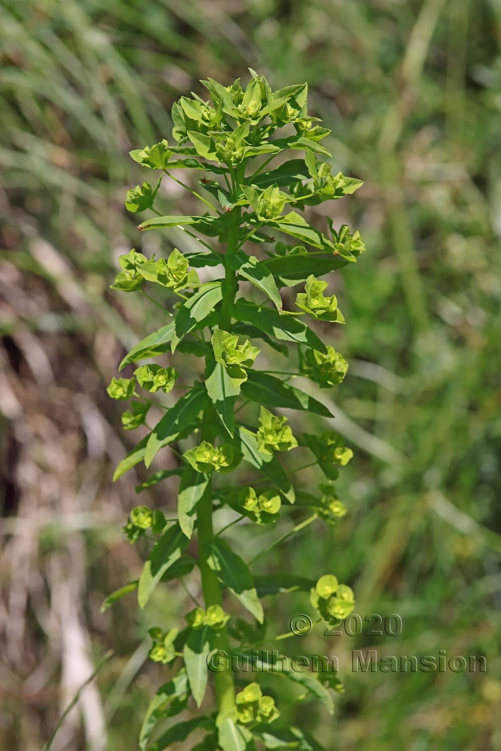 Euphorbia platyphyllos