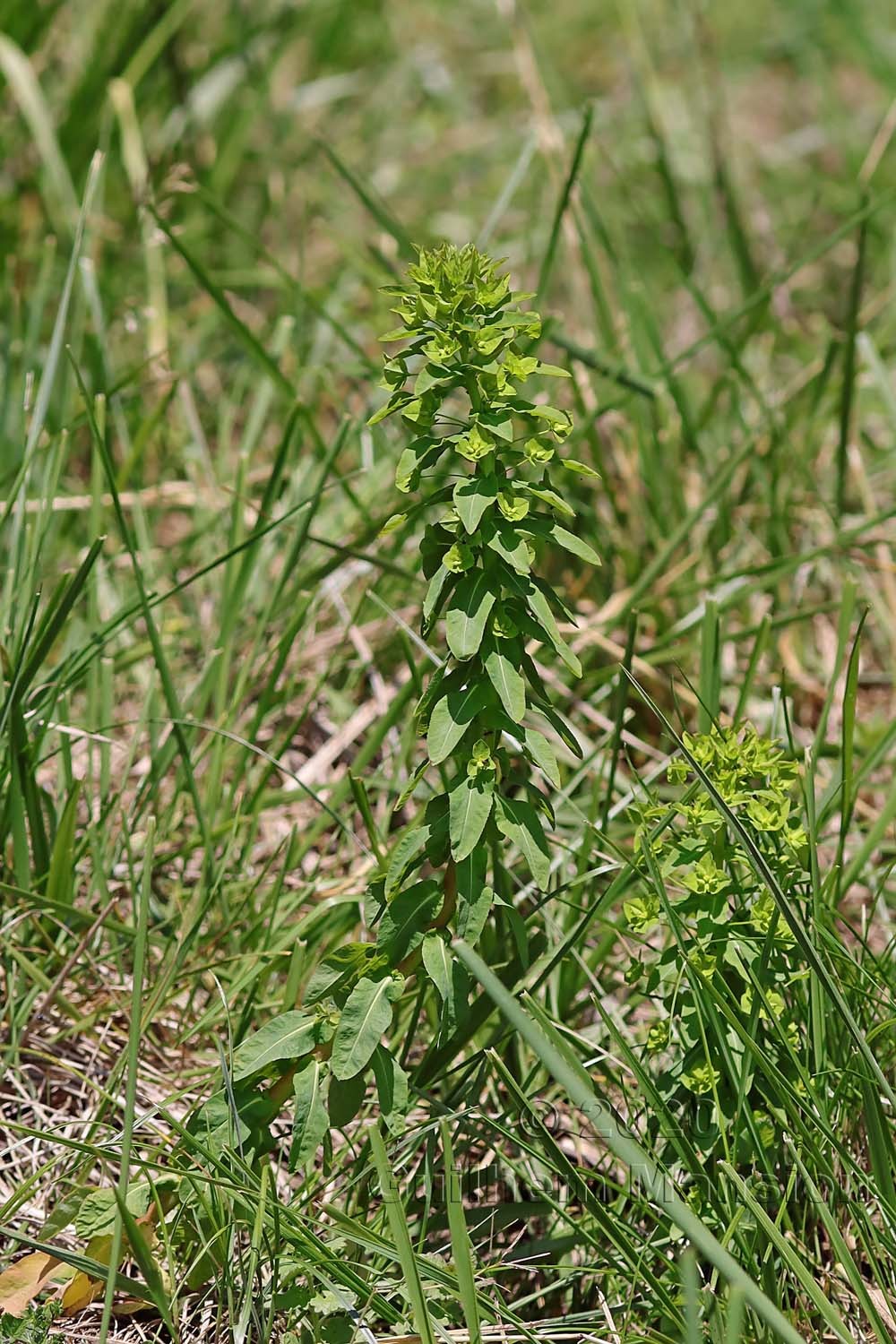 Euphorbia platyphyllos