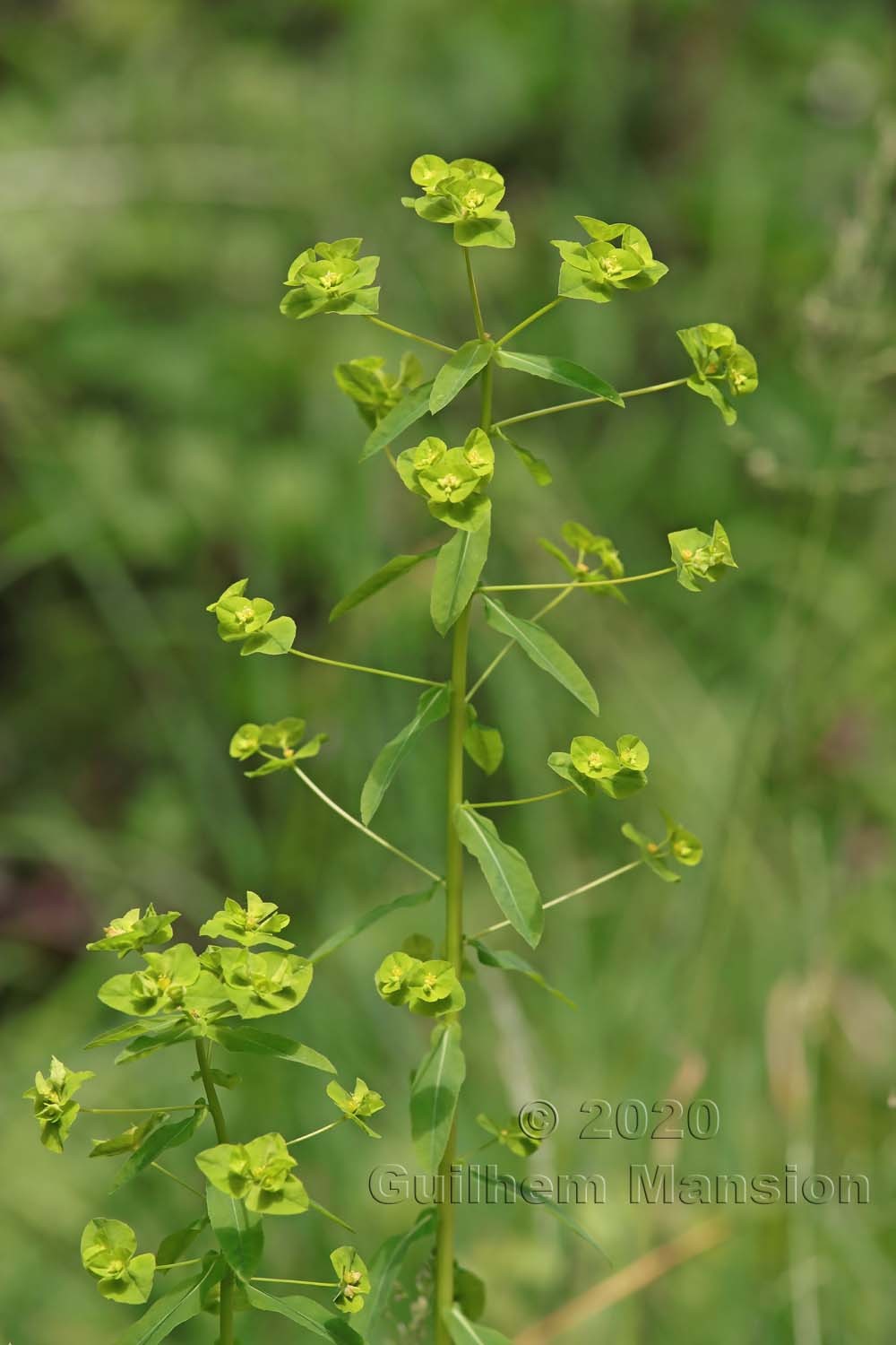 Euphorbia platyphyllos