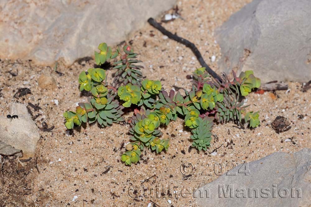 Euphorbia portlandica