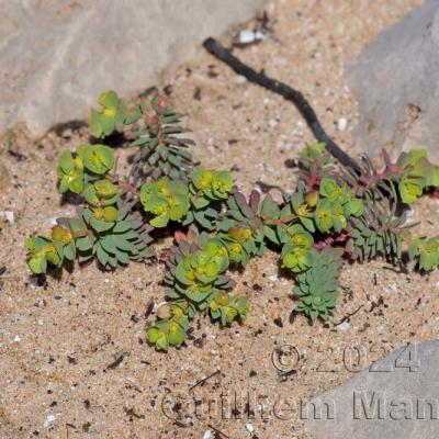 Euphorbia portlandica