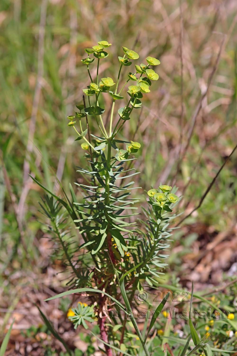 Euphorbia segetalis