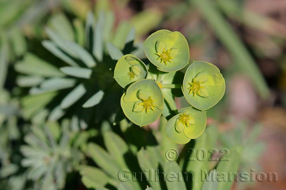 Euphorbia segetalis