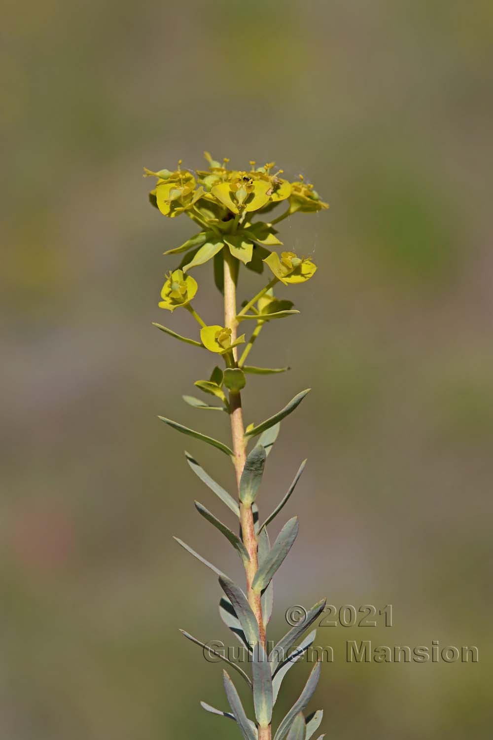 Euphorbia seguieriana