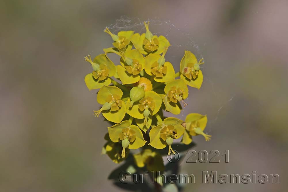 Euphorbia seguieriana