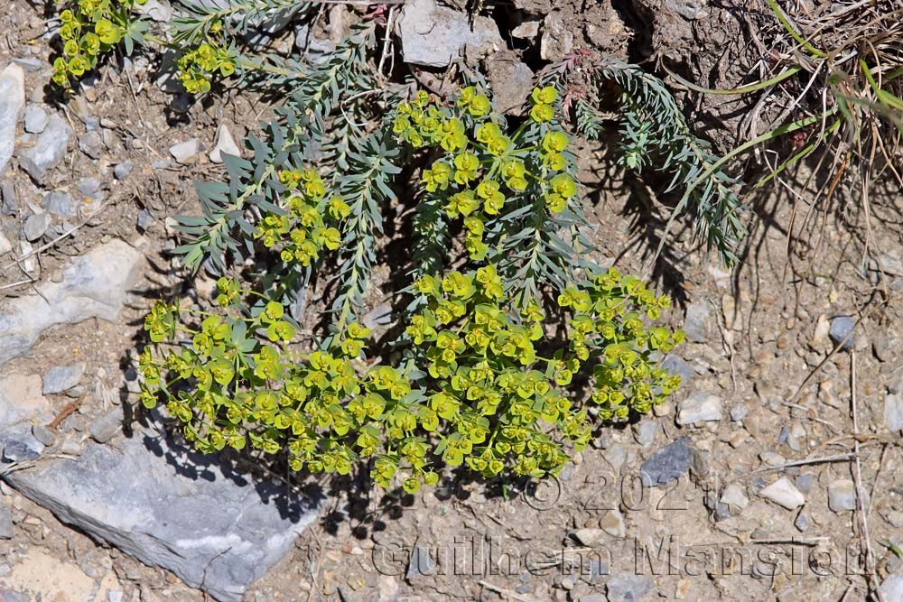 Euphorbia seguieriana