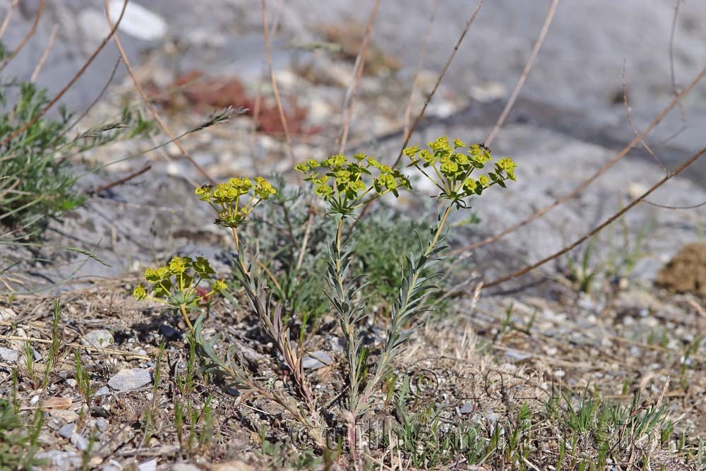 Euphorbia seguieriana