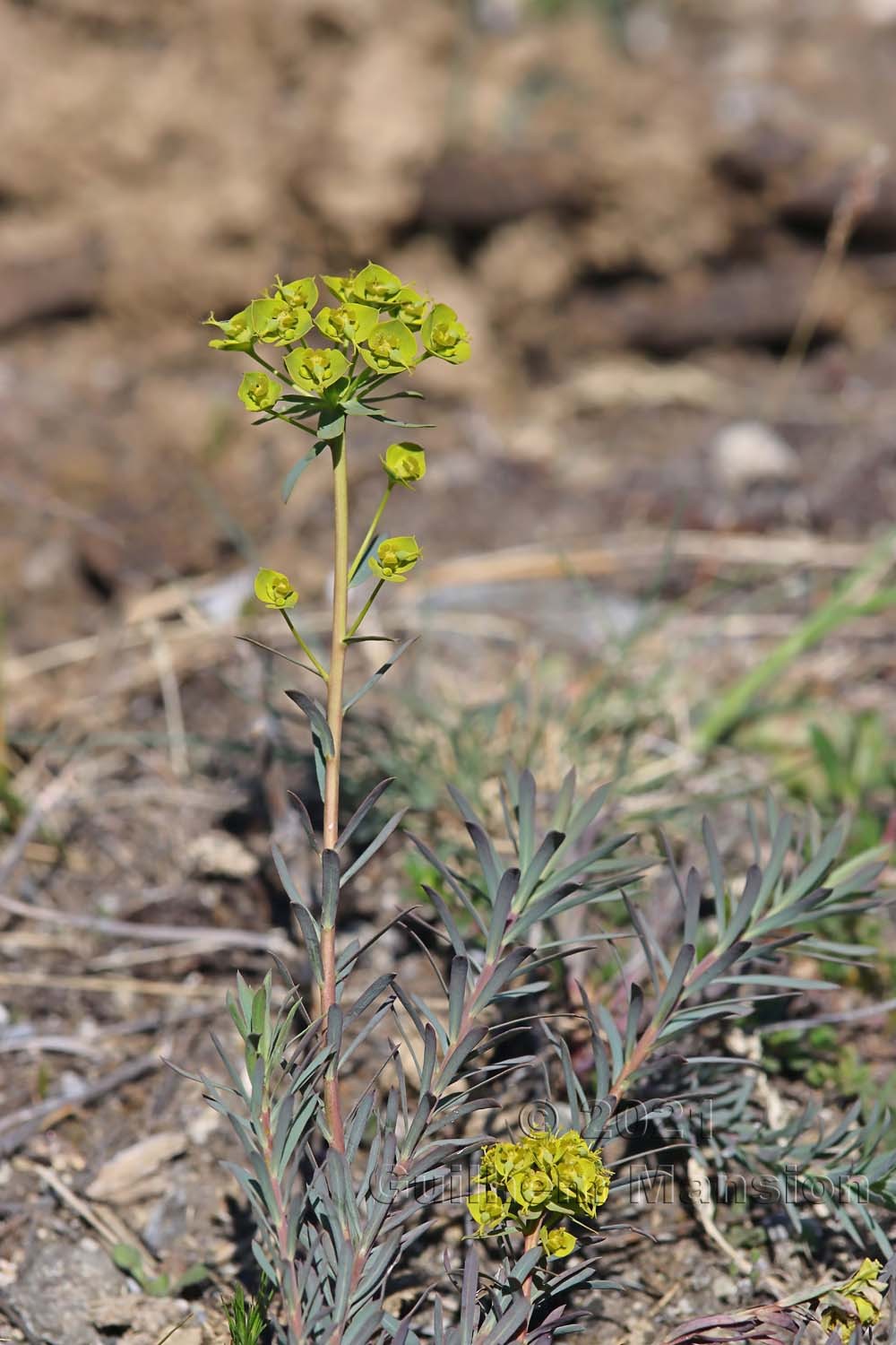 Euphorbia seguieriana