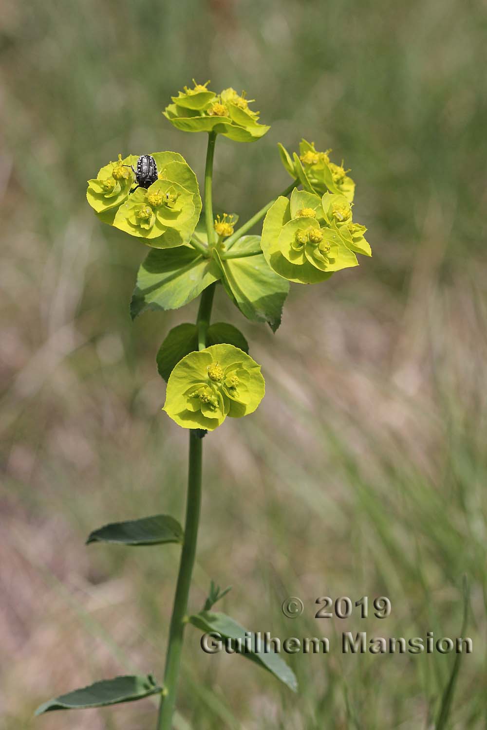 Euphorbia serrata