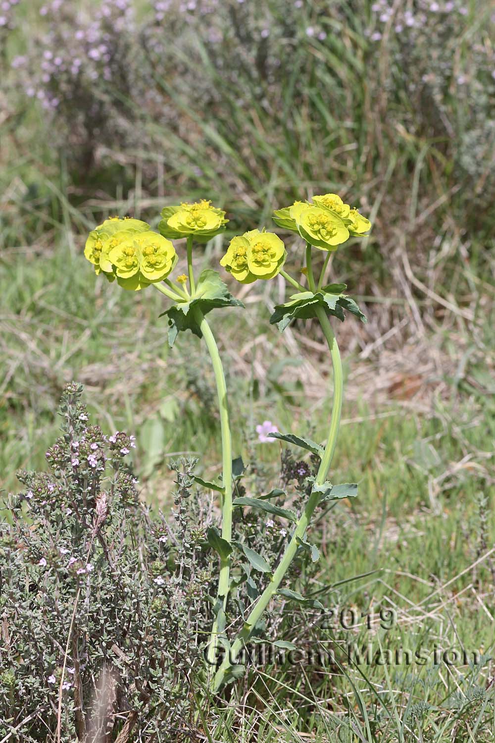 Euphorbia serrata