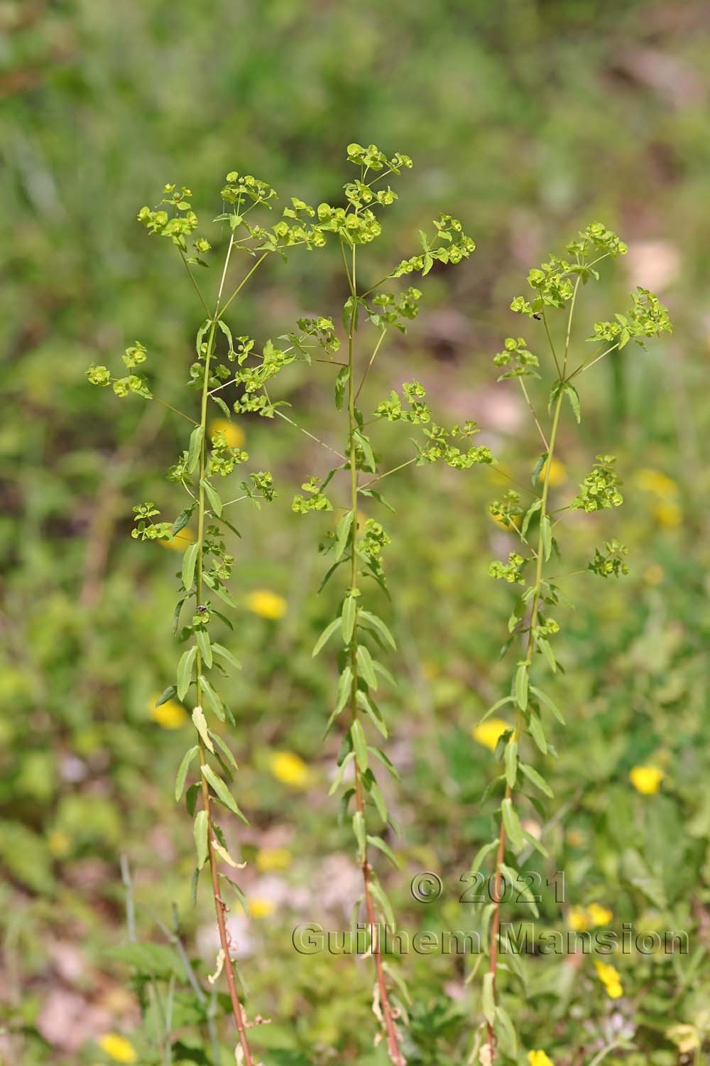 Euphorbia stricta