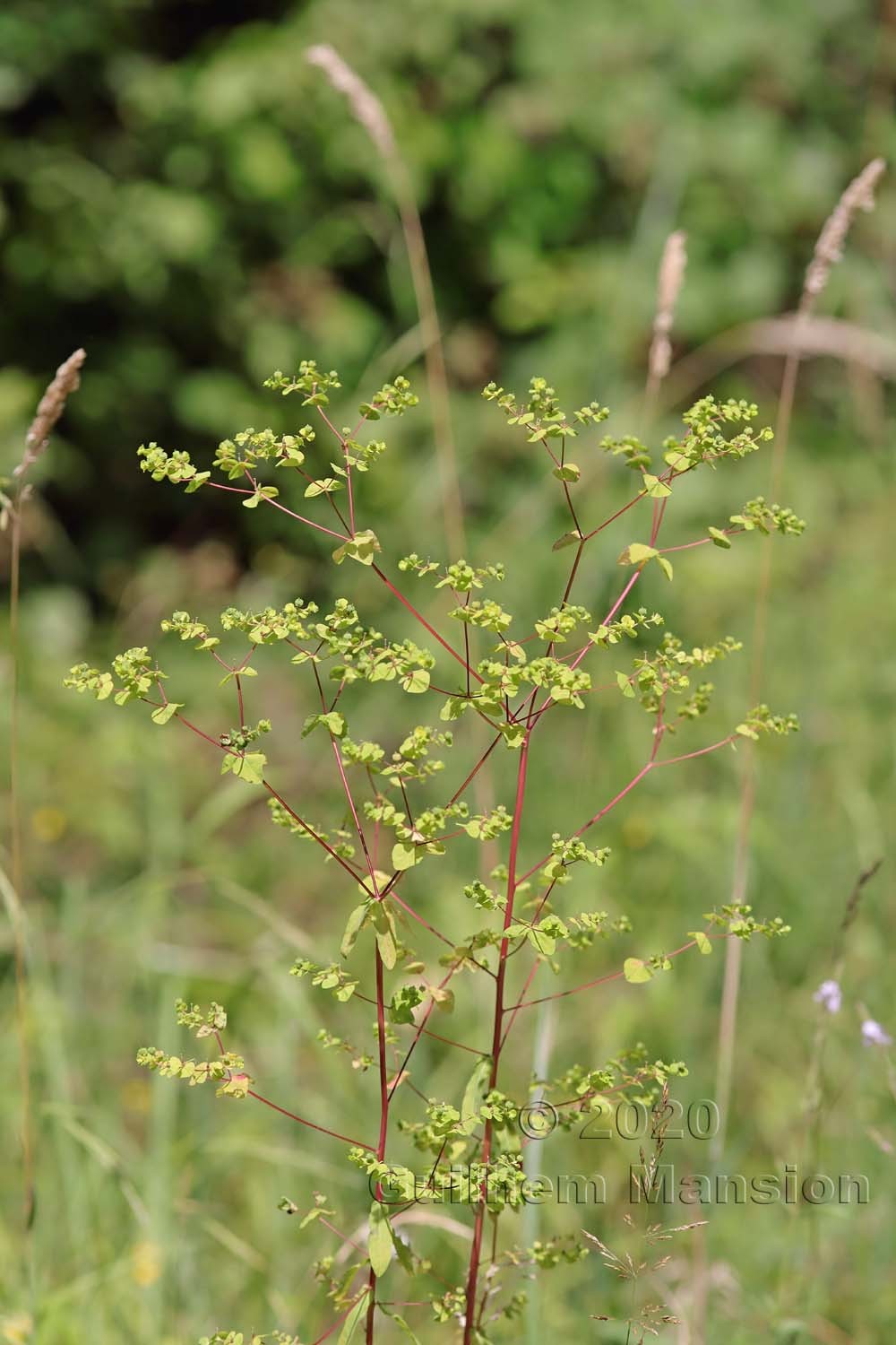 Euphorbia stricta