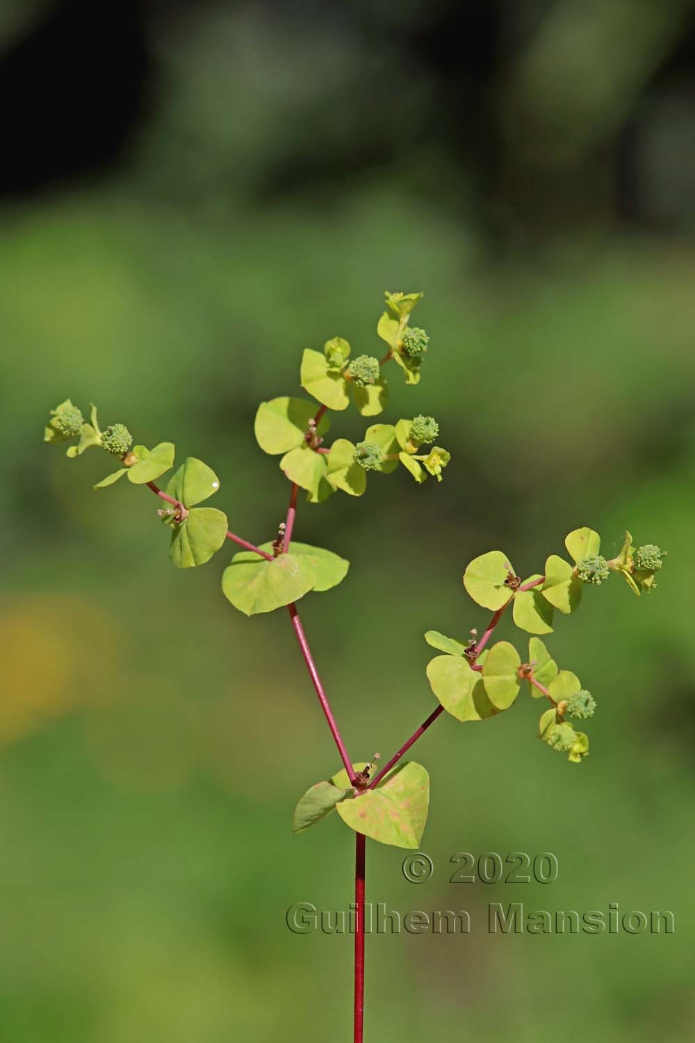 Euphorbia stricta