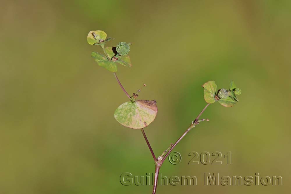 Euphorbia stricta