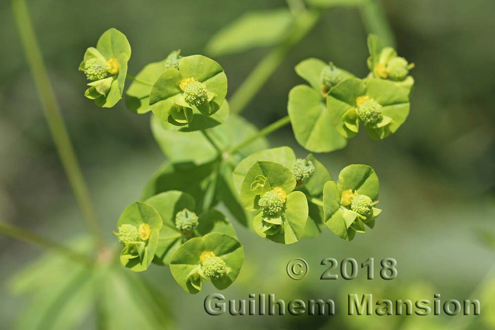 Euphorbia stricta