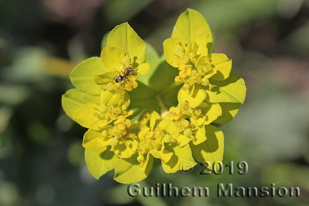 Euphorbia verrucosa