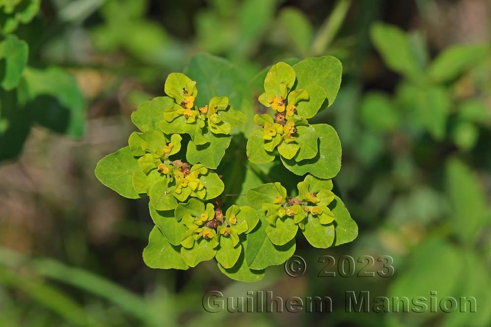 Euphorbia verrucosa