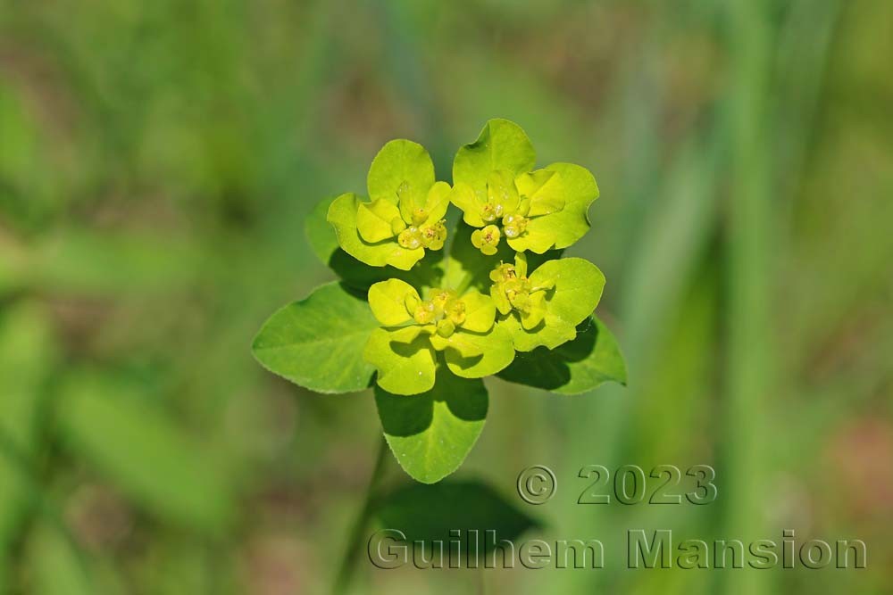 Euphorbia verrucosa