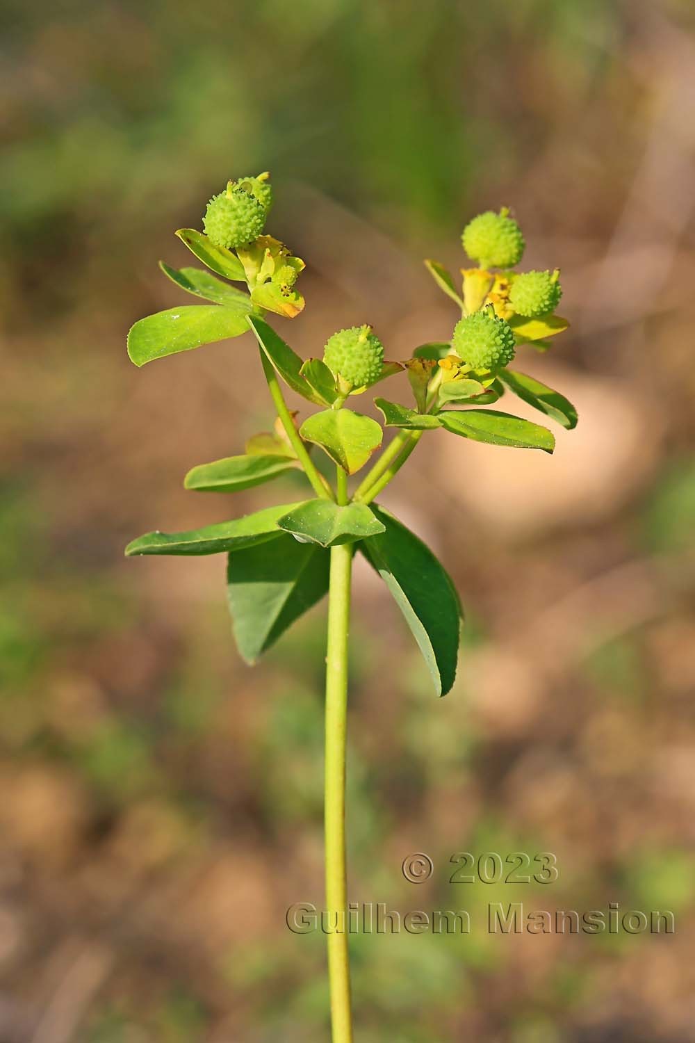 Euphorbia verrucosa