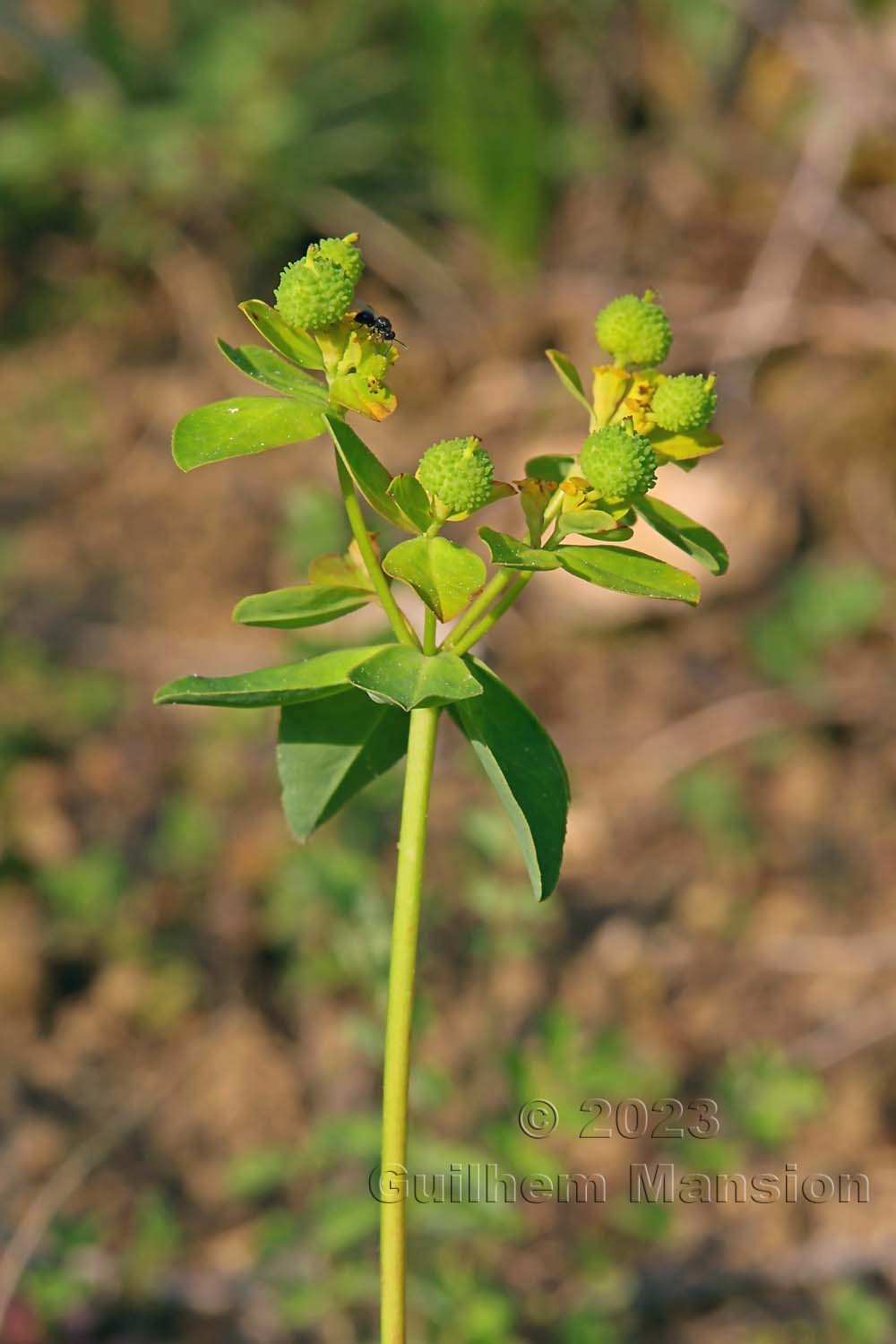 Euphorbia verrucosa