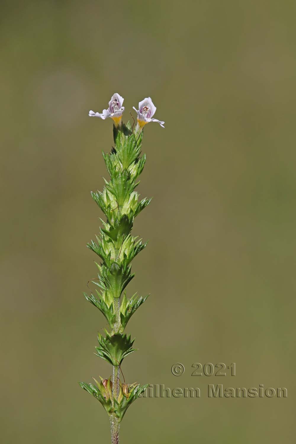 Euphrasia officinalis subsp. rostkoviana