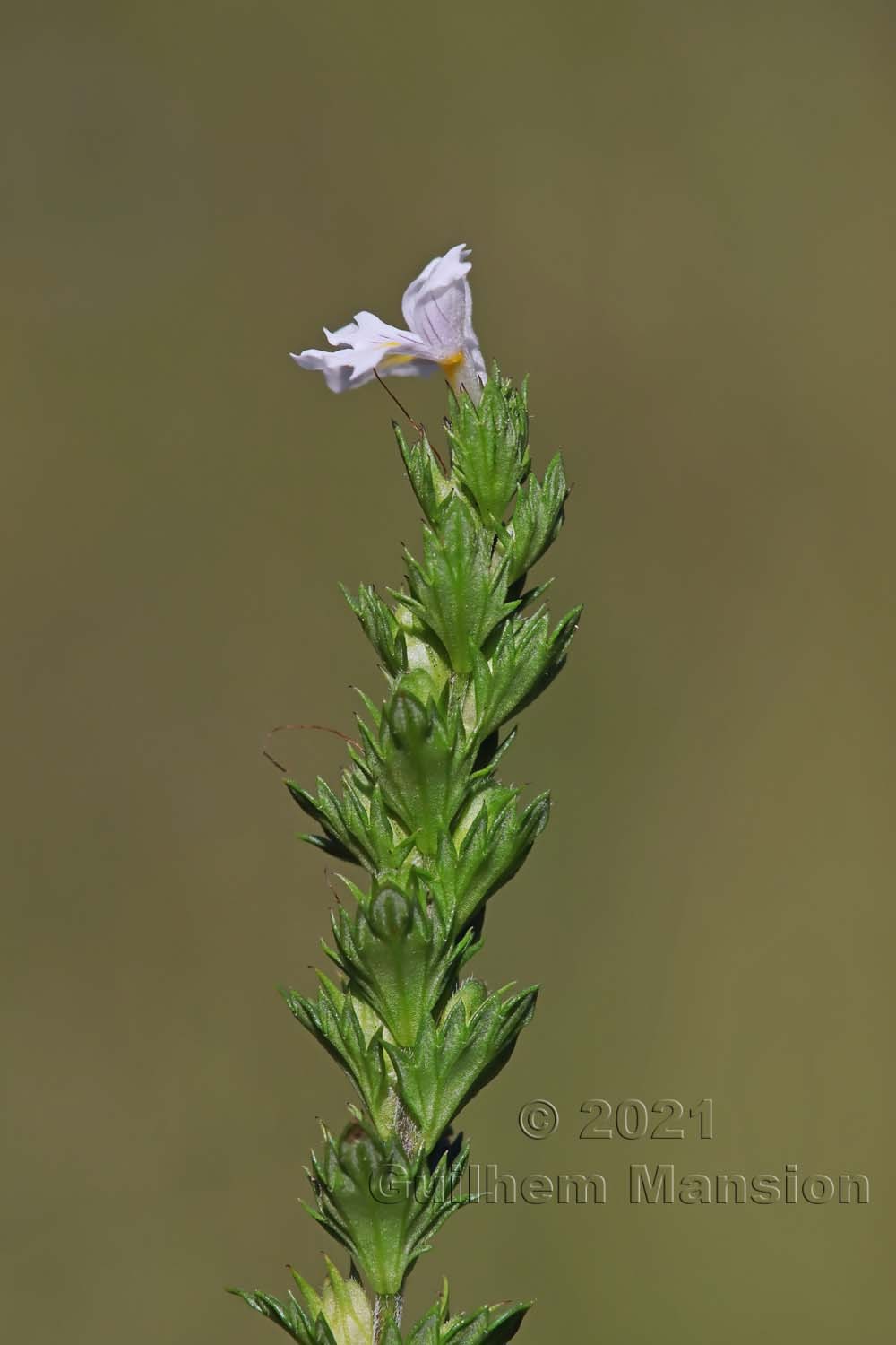 Euphrasia officinalis subsp. rostkoviana