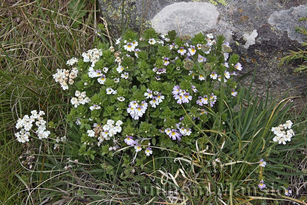 Euphrasia alpina